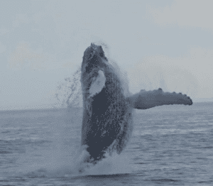 Whale jumping out of the water in Donegal Waters